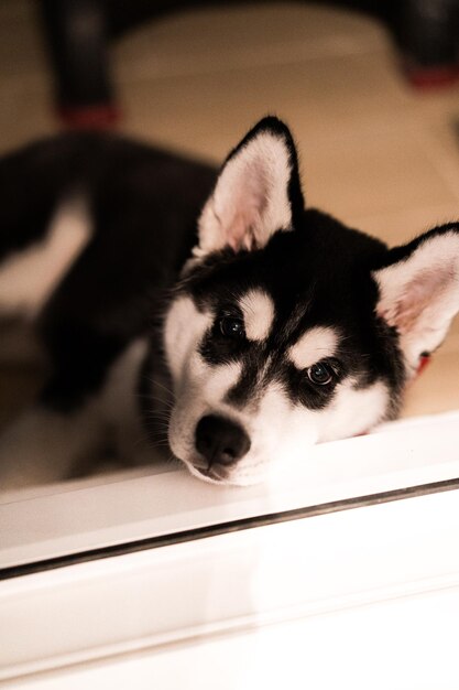 小さなハスキーの子犬