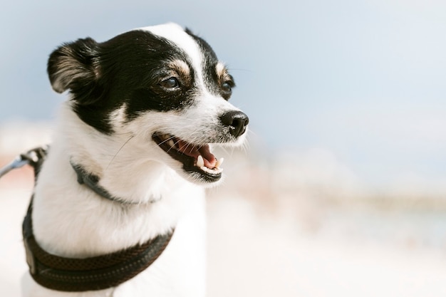 ビーチで日光浴を楽しむリトルジャックラッセルテリア犬