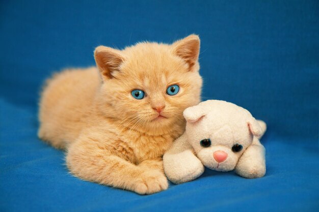 장난감으로 파란색 담요에 누워 작은 새끼 고양이