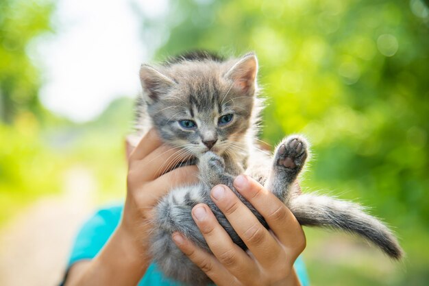 無料の写真 彼の猫でポーズかわいい男の子の肖像画