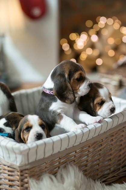 Free photo little puppy in the basket