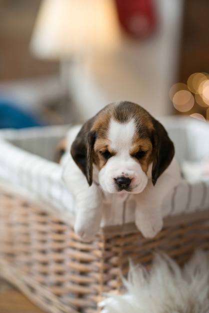 Little puppy in the basket