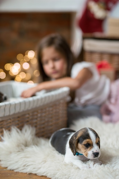 かごの中の小さな子犬