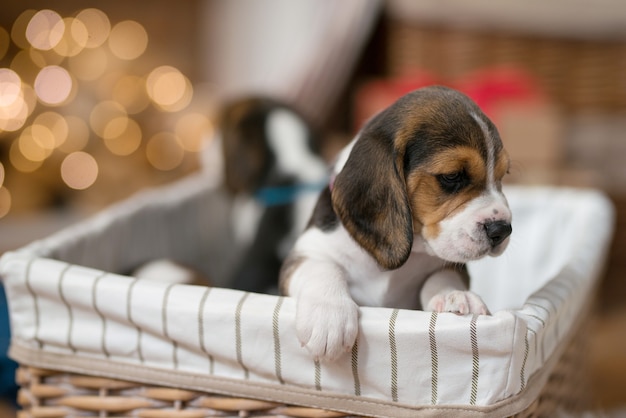 Foto gratuita piccolo cucciolo nel cestino