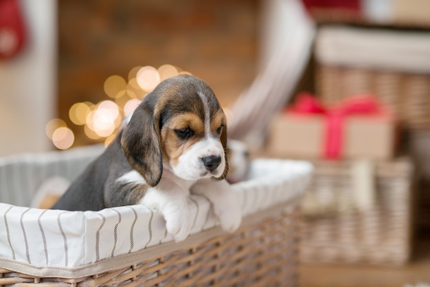 かごの中の小さな子犬