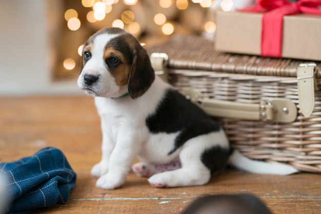 Little puppy in the basket