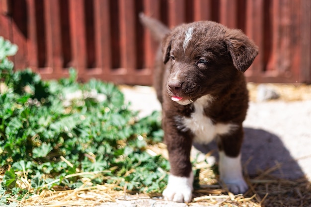 Little puppy in a farm is enjoying a sunny day