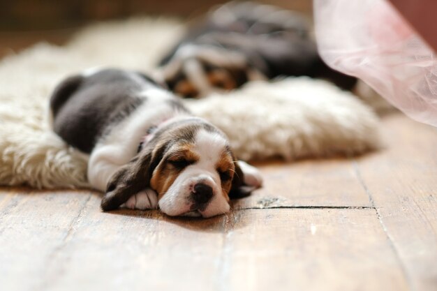 Little puppy lying on wooden floor