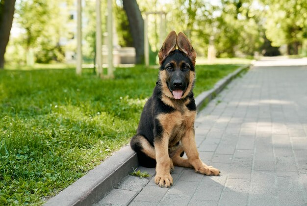 Little puppy sitting with open mouth at summer park