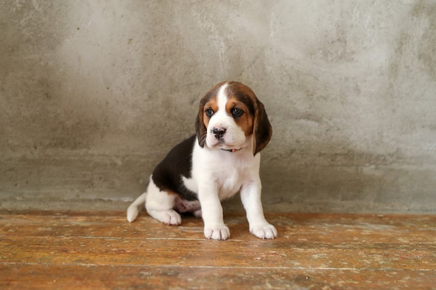 Little puppy on wooden floor