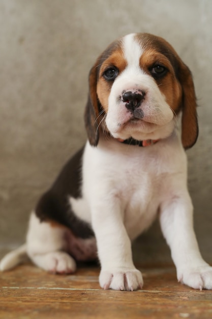 Little puppy on wooden floor