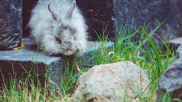 Free photo little rabbit.