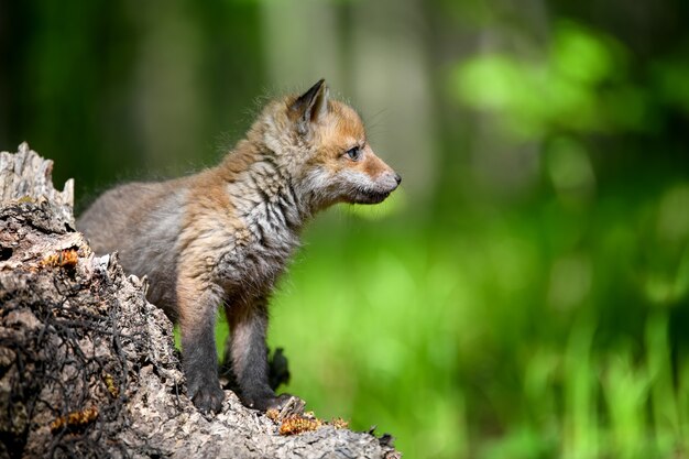 Маленькая рыжая лисица в лесу на пне