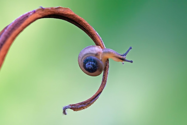 마른 나뭇가지 위를 걷는 작은 달팽이
