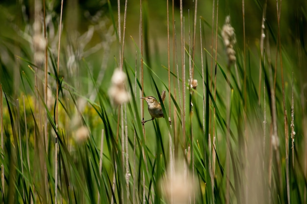 Little sparrow perched on green plants with two legs on on separate plants