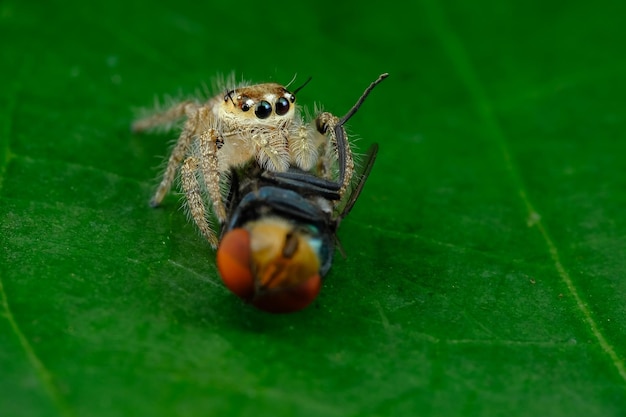 Маленький паук ест муху на зеленых листьях
