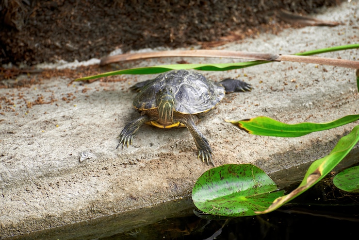Free Photo little turtle frog in a green garden