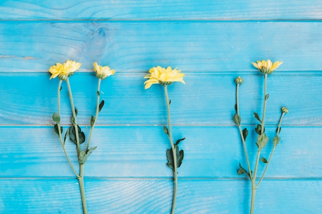 무료 사진 블루 테이블에 작은 노란 꽃