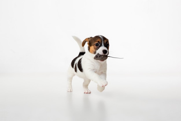 Little young dog posing cheerful.