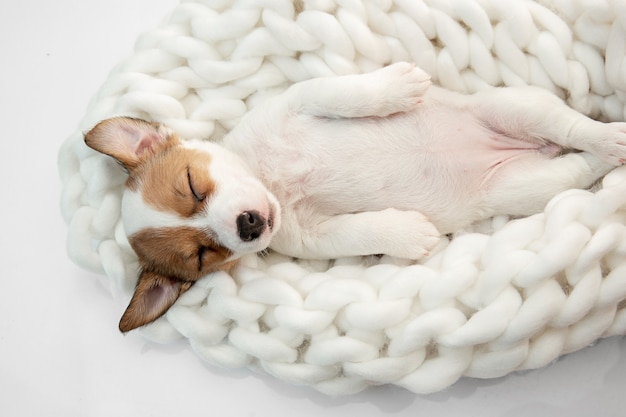 Little young dog posing cheerful.