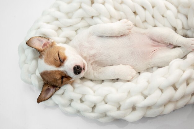 Little young dog posing cheerful.