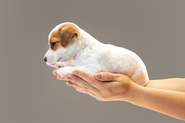 陽気なポーズをとる小さな若い犬。