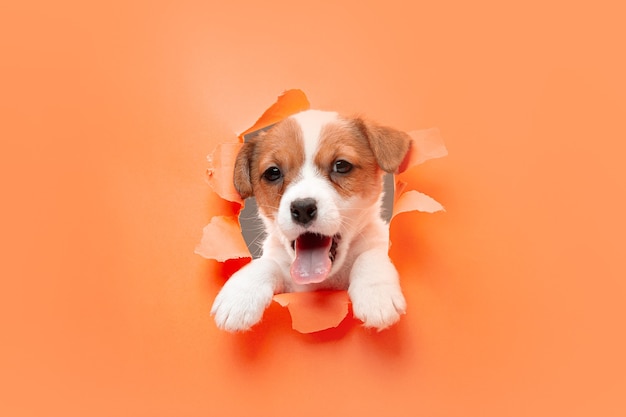 Little young dog posing cheerful.