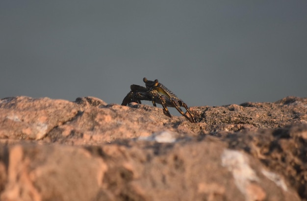 Free photo live ocean crab sitting on the top of a large rock.