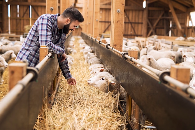 Free photo livestock farmer and sheep