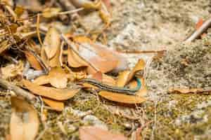 Free photo lizard on leaves