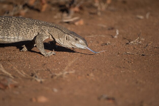 砂漠の地面をなめるトカゲ