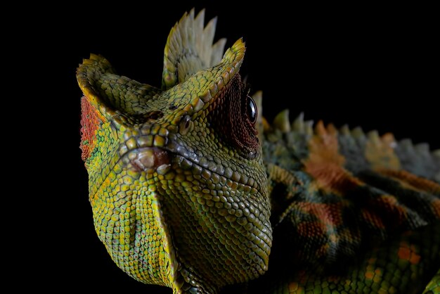 Free photo lizard portrait