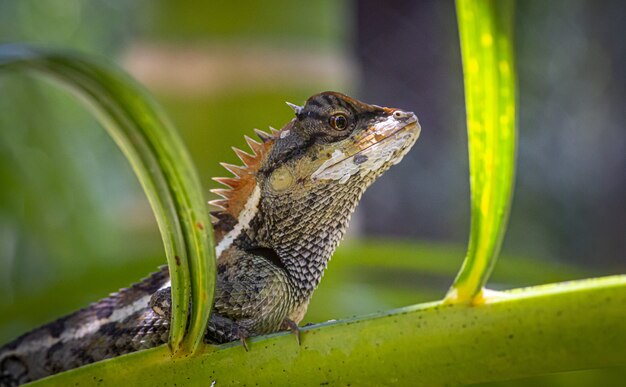 Lizard sitting on plant close up