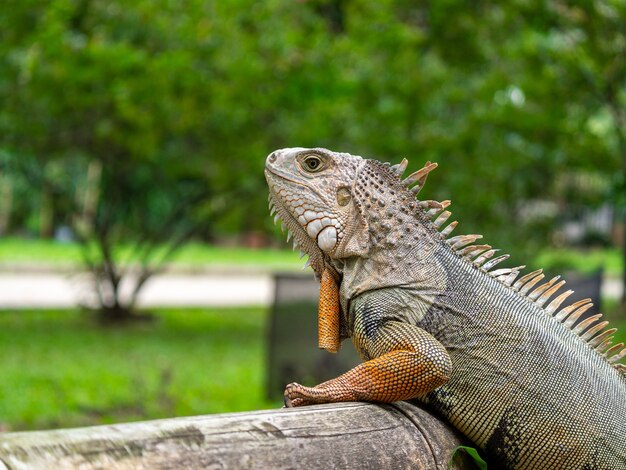 A Lizard Standing on the Wooden in the Garden