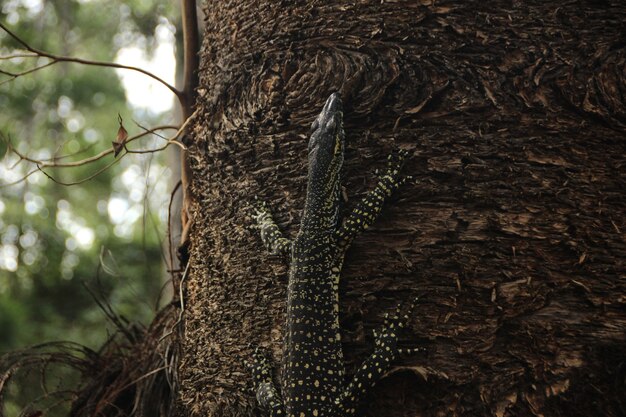 lizard on tree