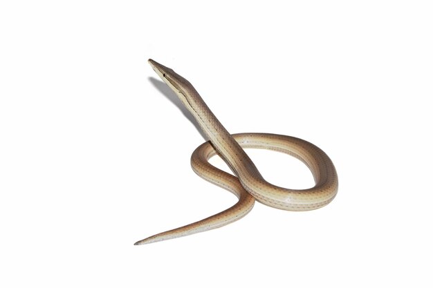 Lizardpencil Burton Burton's legless lizard or Lialis burtonis Lialis burtonis closeup on white background