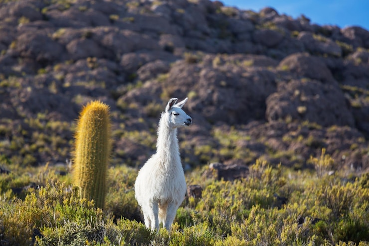 Free Photo llama in bolivia