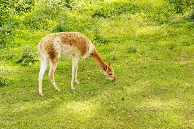 緑の牧草地で放牧するラマ