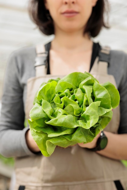 Free photo locally grown nutritious vegan food crop naturally and sustainably harvested in herbicide free environmentally conscious greenhouse. fresh bio eco friendly lettuce, close up