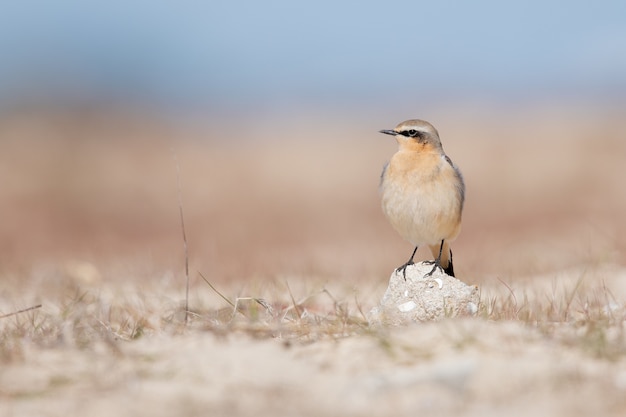 Loggerhead shrike standing on a rock surrounded by others