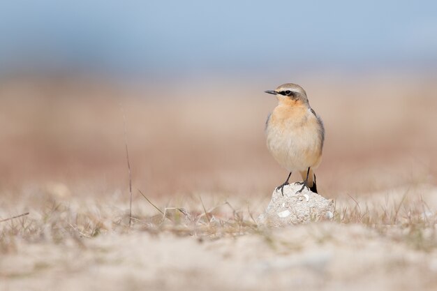 Loggerhead shrike standing on a rock surrounded by others