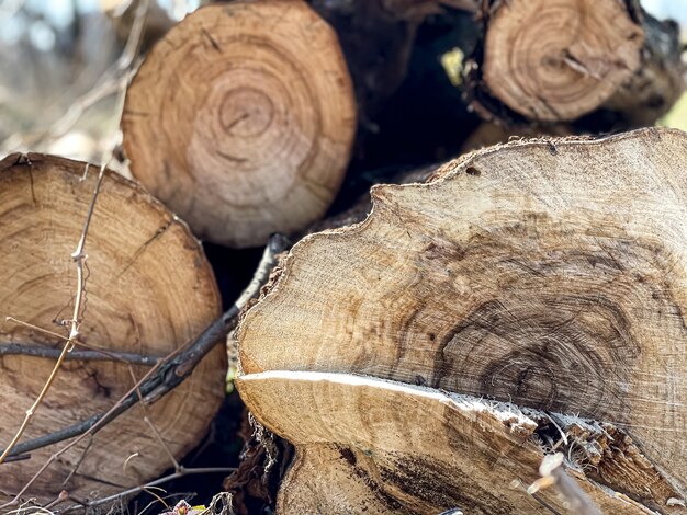 Logs stacked in a pile close-up in a cut in the forest.