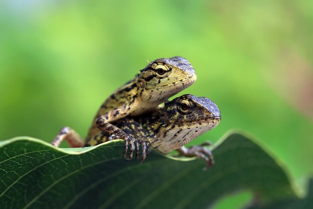 Una testa di primo piano di calotes di londok su foglie verdi calotes versicolor