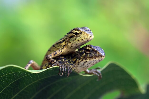 a londok calotes closeup head on green leaves Calotes versicolor