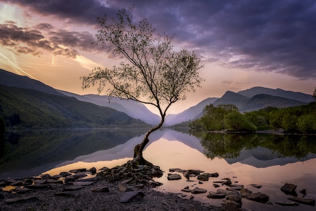 Foto gratuita albero solitario