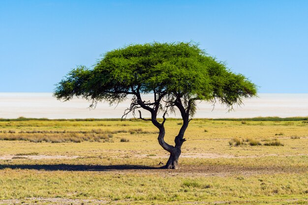 Сиротливое дерево акации (верблюд) с предпосылкой голубого неба в национальном парке Etosha, Намибии. Южная Африка