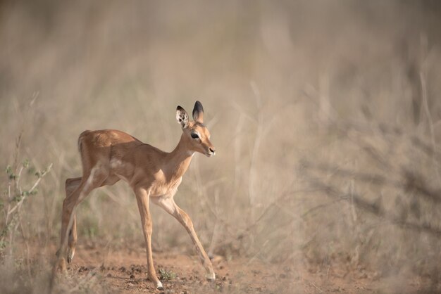 Lonely baby deer running in a bush field