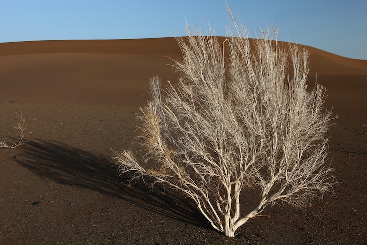 Free Photo lonely bare tree on sandy ground in xijiang, china