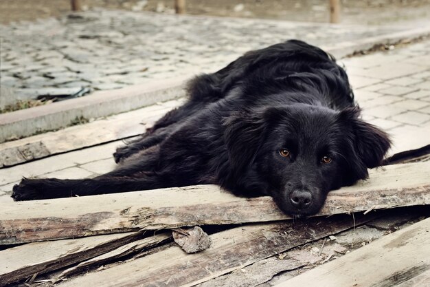 悲しそうな目で孤独な黒犬が屋外で誰かを敷設し 待っています プレミアム写真