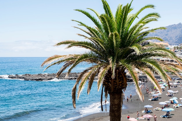 Free photo lonely coconut tree by the seaside